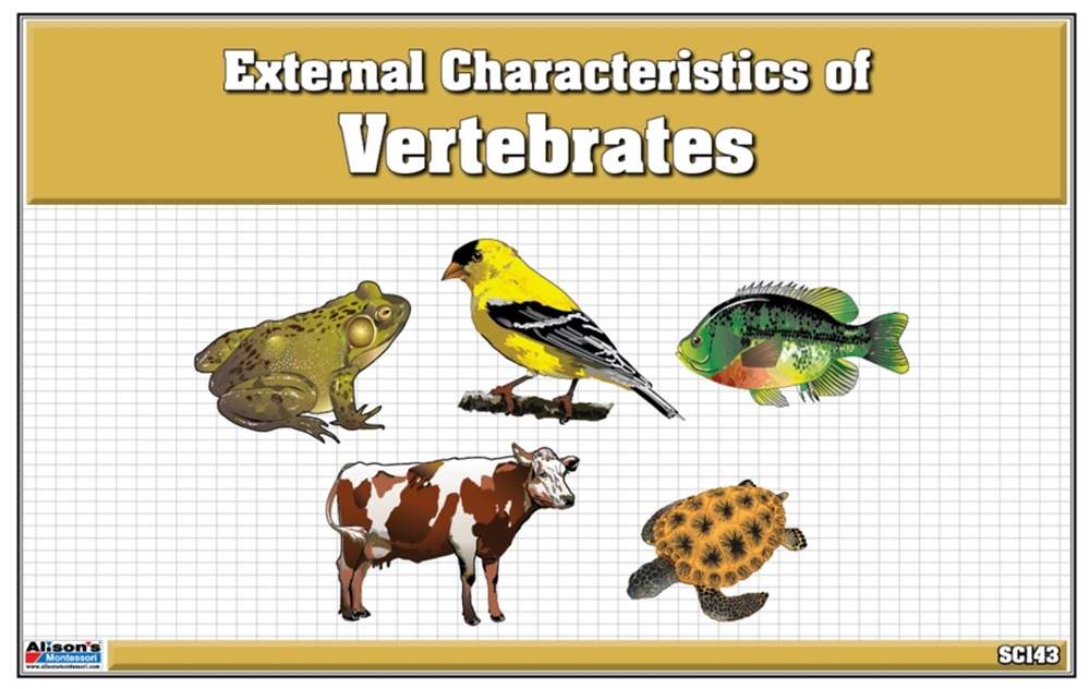 Montessori: Classified Nomenclature of External Parts of Vertebrates