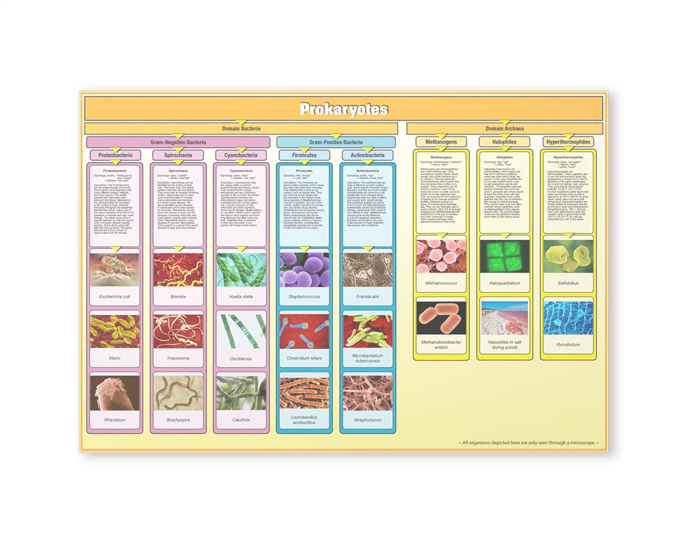  Prokaryotes Chart w/ Cards