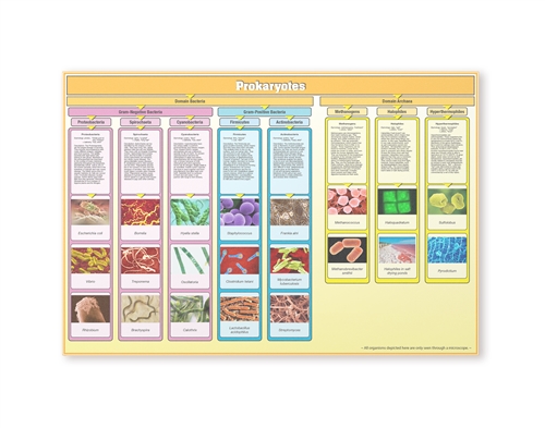Prokaryotes Chart w/ Cards