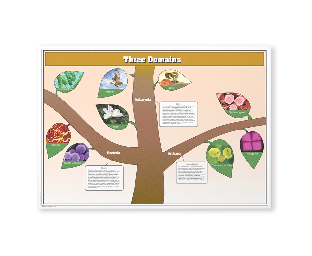 Montessori: The Three Domains