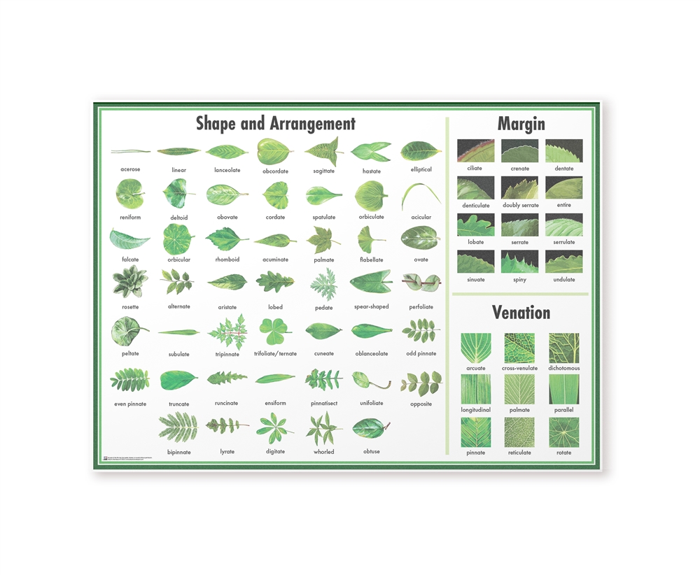 Montessori: Leaf Chart