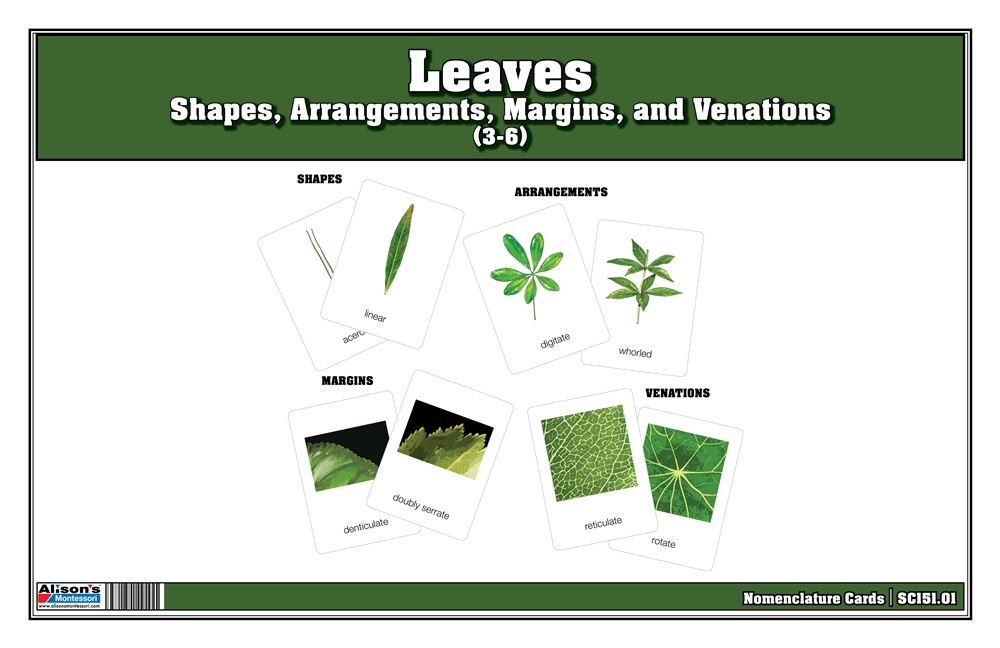 Types of Leaves Nomenclature Cards 