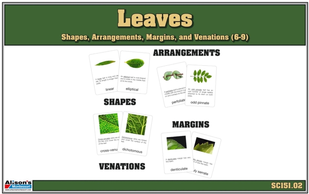 Montessori: Shapes of Leaves, Margins of Leaves, Venations of Leaves (6-9)