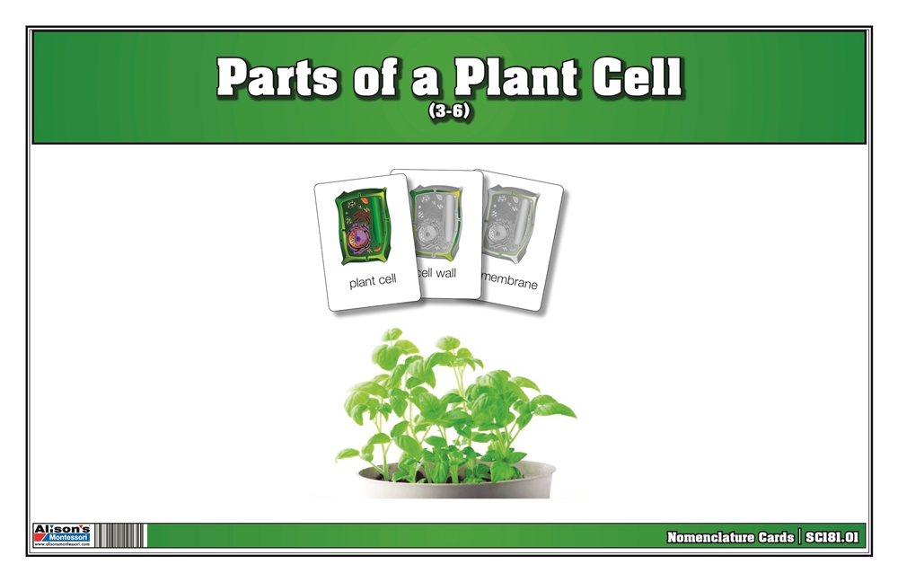 Montessori Materials: Parts of a Plant Cell Nomenclature ... plant diagram to label 