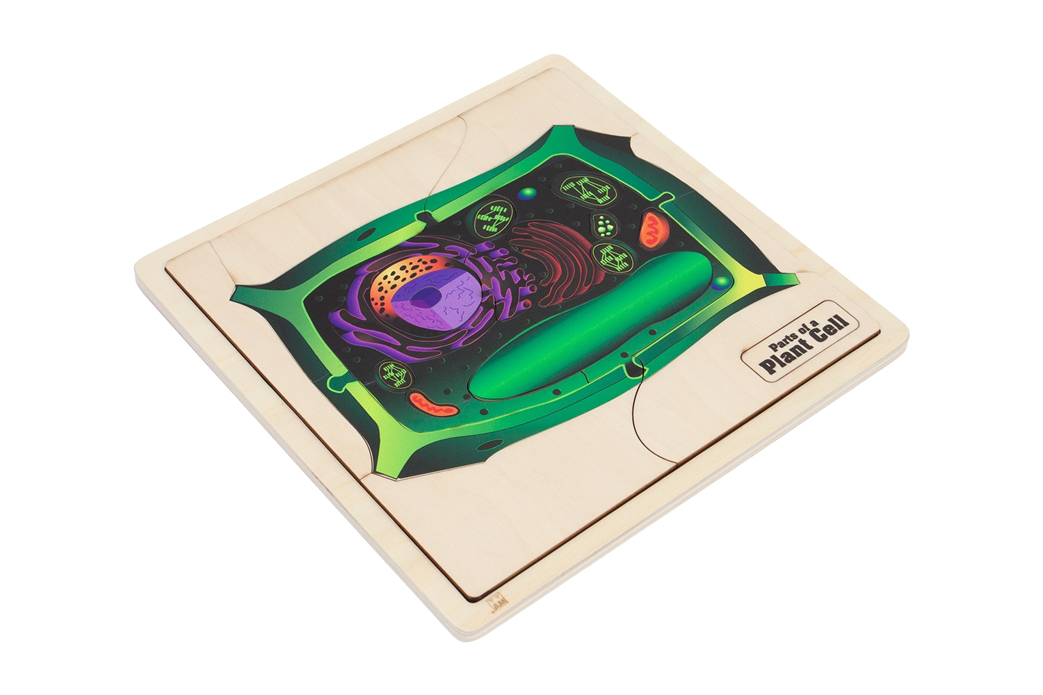  Parts of a Plant Cell Puzzle