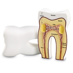 Cross-Section Tooth Model