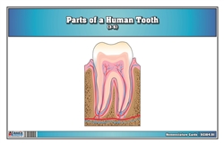 Parts of a Human Tooth 3-6