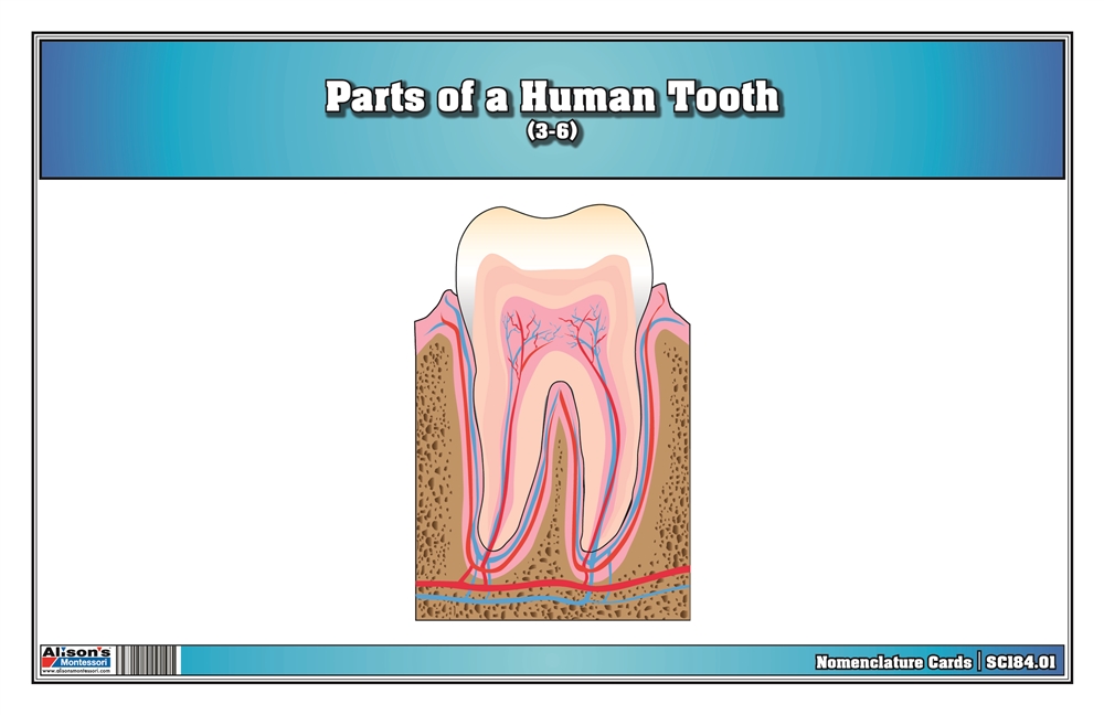  Parts of a Human Tooth 3-6 (Printed)
