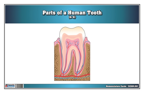 Parts of a Human Tooth 6-9