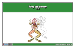 Frog Anatomy (3-6) (Printed)