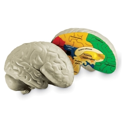 Cross Section Human Brain Model