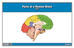 Parts of a Human Brain (3-6)