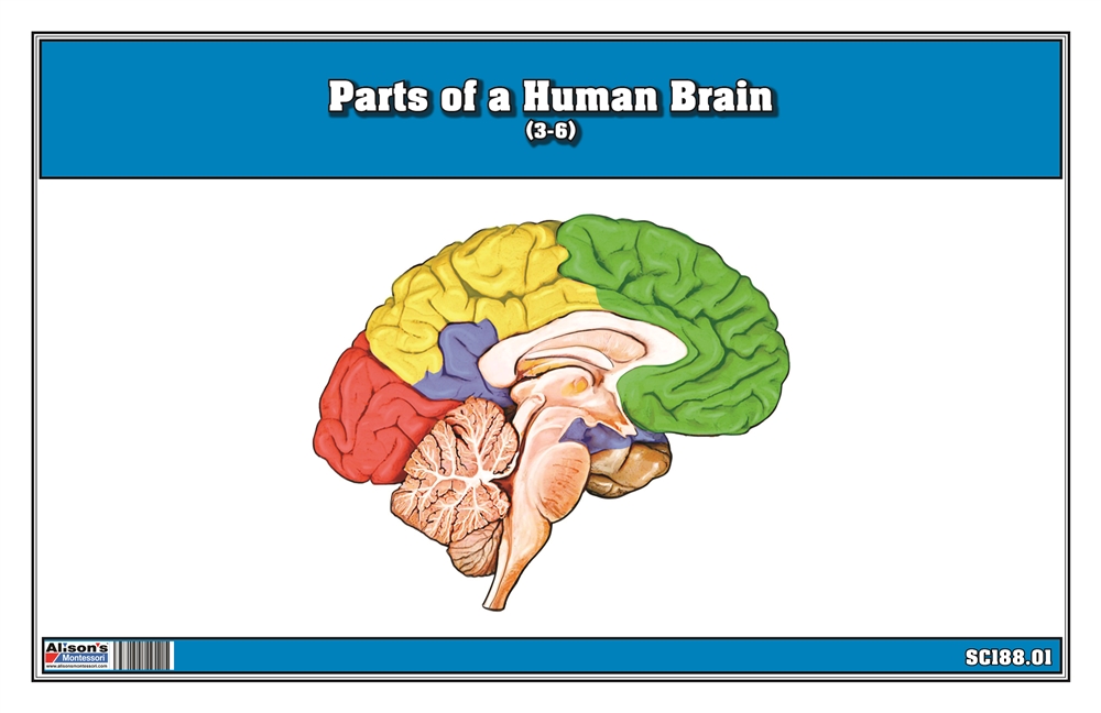 Parts of a Human Brain 