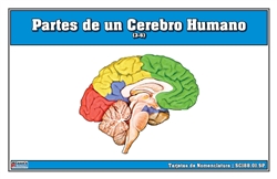 Partes de un cerebro humano (3-6) (Spanish)