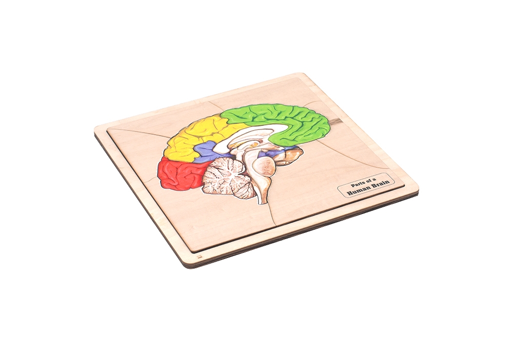  Parts of a Human Brain Puzzle