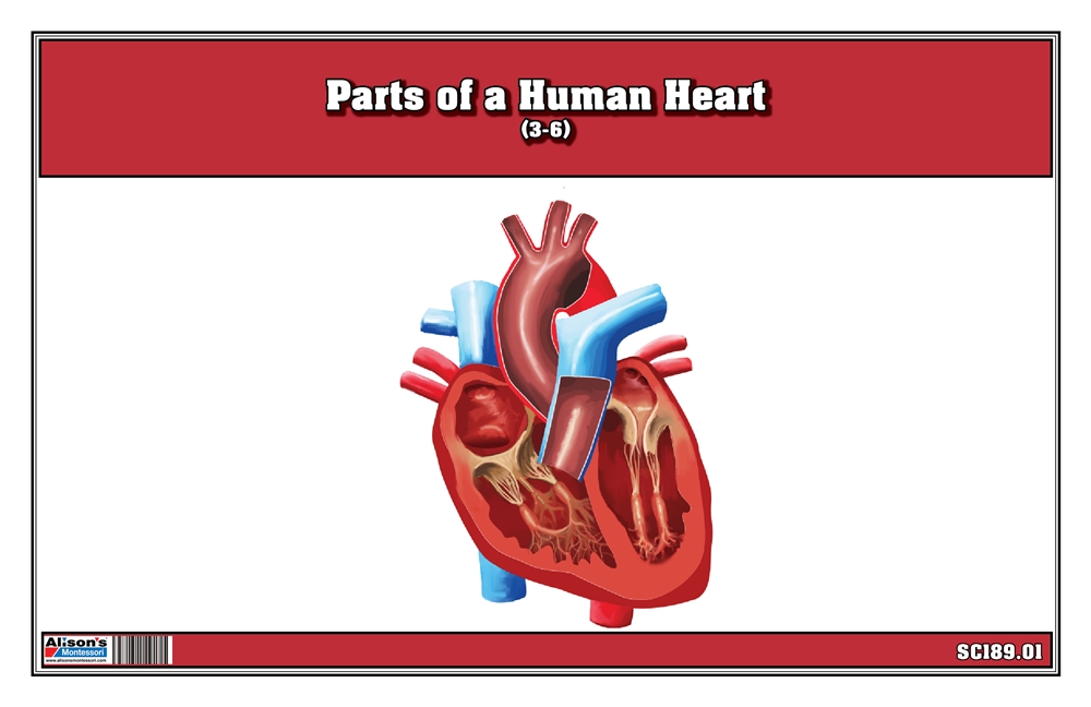  Parts of a Human Heart