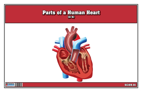 Parts of a Human Heart 3-6