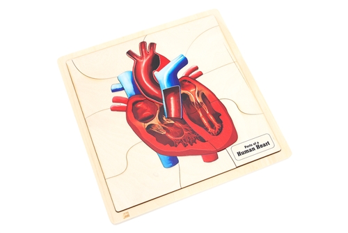 Parts of a Human Heart Puzzle with Nomenclature Cards (3-6)