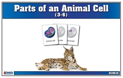 Parts of an Animal Cell Nomenclature Cards 3-6 (Printed)