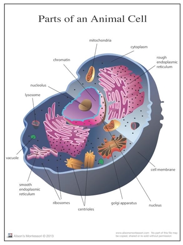 Montessori Materials: Parts of an Animal Cell Nomenclature Cards 3-6  (Printed)
