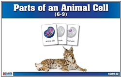 Parts of an Animal Cell Nomenclature Cards 6-9 (Printed)