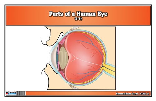 Parts of a Human Eye (3-6)