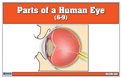 Parts of a Human Eye (6-9)