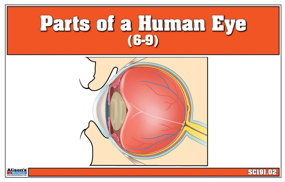 Parts of a Human Eye 6-9 (Printed) 