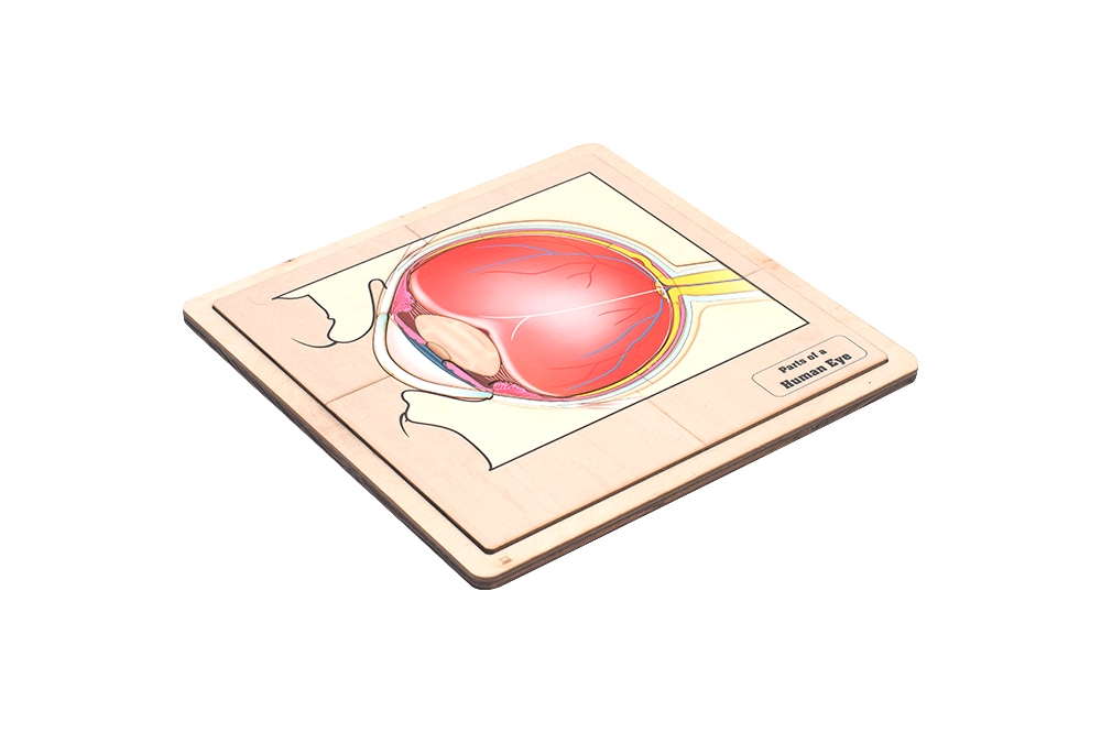  Parts of a Human Eye Puzzle