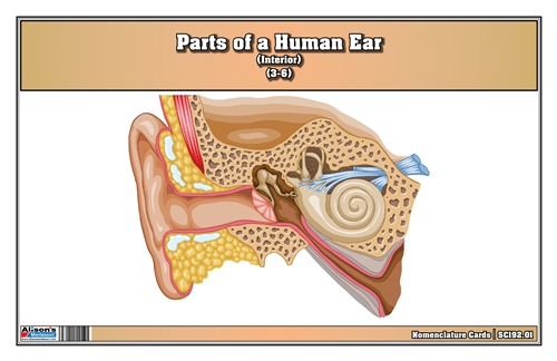 Parts of a Human Ear Nomenclature Cards (3-6)