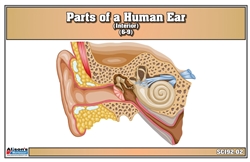 Parts of a Human Ear Nomenclature Cards (6-9)