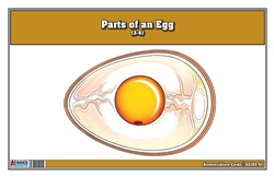 Parts of an Egg Nomenclature Cards (3-6)