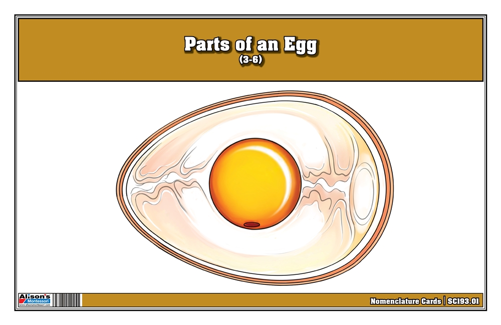 Parts of an Egg Nomenclature Cards (3-6) 