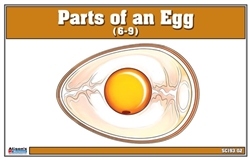 Parts of an Egg Nomenclature Cards (3-6)