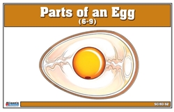 Parts of an Egg  Nomenclature Cards (6-9)