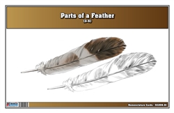 Parts of a Feather Nomenclature Cards (3-6)