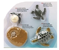 Life Cycle of a Green Sea Turtle
