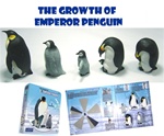 Life Cycle of an Emperor Penguin