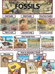 Fossils Mini Bulletin Board Set