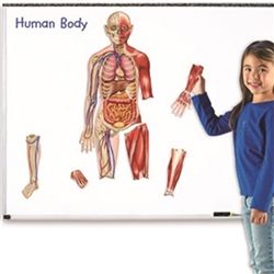 Double-Sided Magnetic Human Body