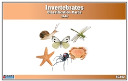 Invertebrates Classification Nomenclature Cards (Printed)