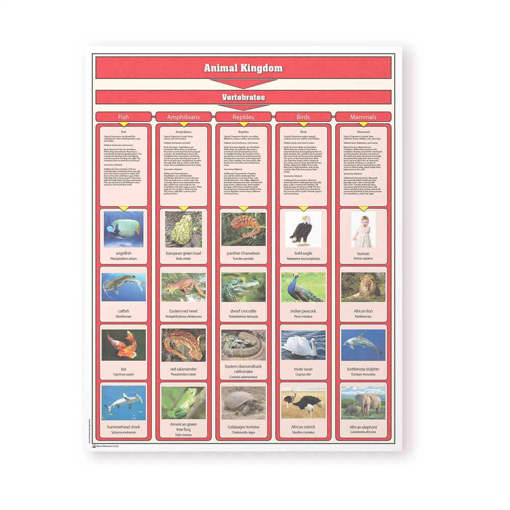 Montessori: Animal Kingdom Chart with Cards: Vertebrates