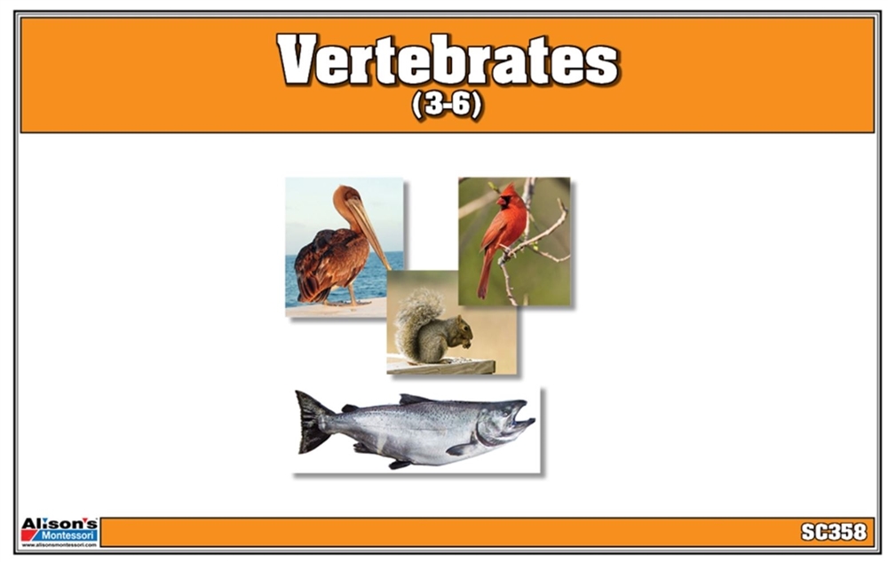 Montessori: Vertebrates Nomenclature Cards