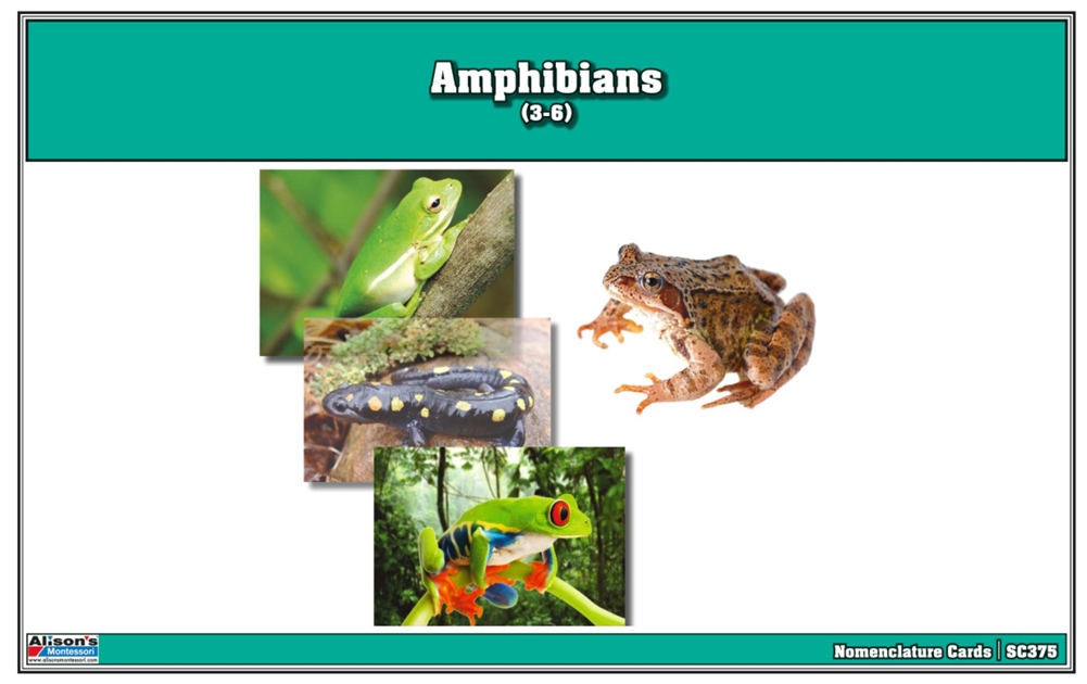 Montessori: Amphibians Nomenclature Cards