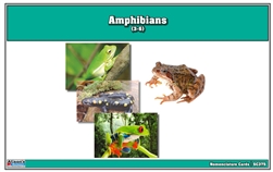 Amphibian Nomenclature Cards (Printed)