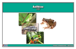 Amphibian Nomenclature Cards (Spanish)