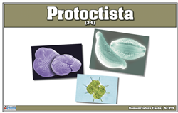 Montessori: Protoctista Nomenclature Cards
