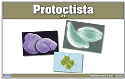 Protoctista Nomenclature Cards (Printed)