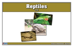 Reptiles Nomenclature Cards (Spanish)