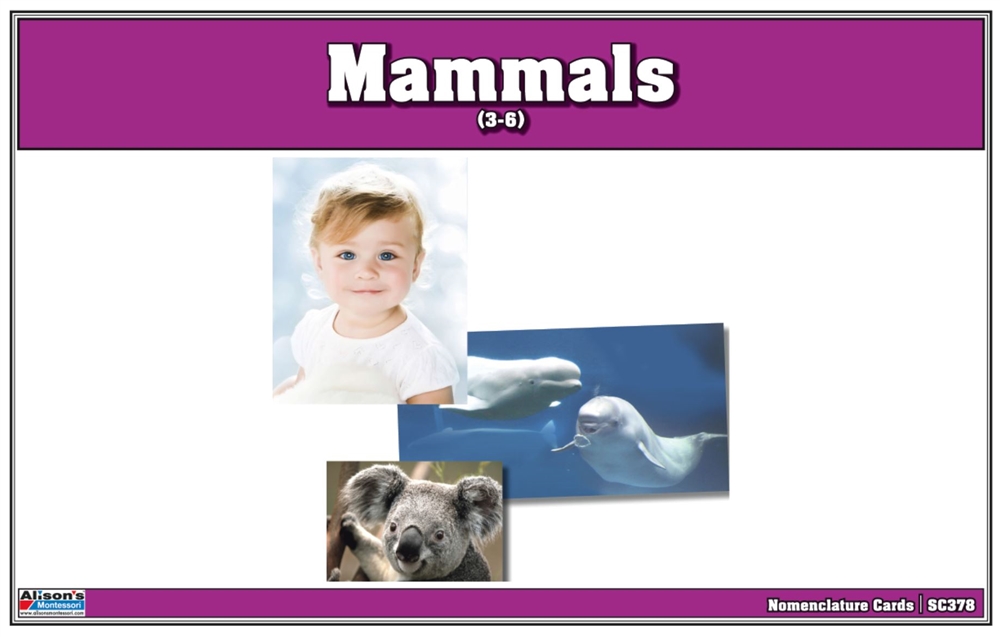  Mammals Nomenclature Cards